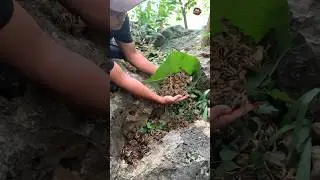 Lots of baby chicks in the rock hole #adventure  #animalshorts