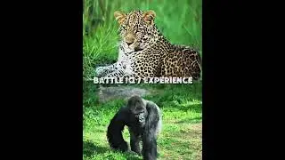 Gorilla vs leopard #edit