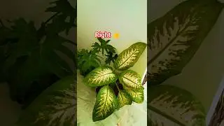 gardening vibes 🥰 happiest community 😊 #shortvideo #nature #houseplants #garden #indoorplant