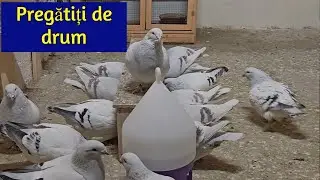 Porumbeii care vor sa plece