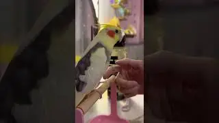 Cookie learning feet shake 🦶 #birds #petbird #cockatiel