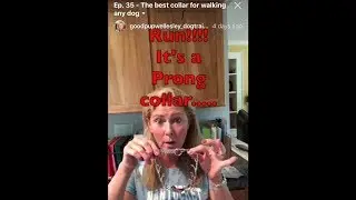 Ep 35 The BEST collar for walking any dog....