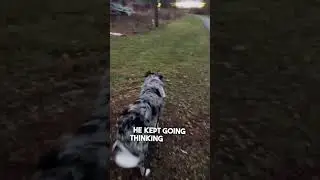 Dog recognizes her in public after not seeing her for 6 months 👏❤️
