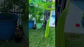Homegrown Delight: Fresh Ridge Gourd (Chinese Okra/Beerakaya) on the Vine in My Backyard Garden