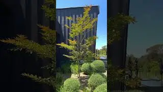 Evergreen Trees Direct: Advanced Tree Nursery - Case Study