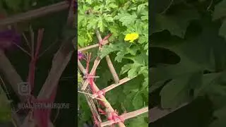 #beautythatheals #myterracegarden  #bittergourdbenefits