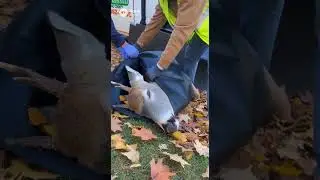 Rockland County Dead Deer Removal &ndash; Same Day Emergency Animal Pickup | Call (862) 658-2086 🦌🦌