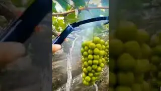 Spraying of grape fruit