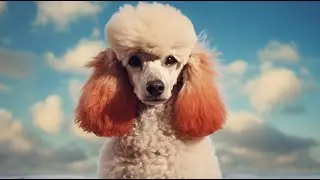 Understanding Poodle Intelligence