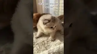 so cute kittens.#kittenfunny #cutecatshorts #kitty