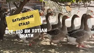 Відбір гусей на батьківське поголів'я