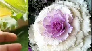 Kale: The Superfood You NEED to Grow | Grihani Garden