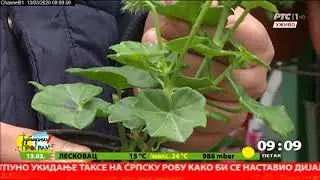 JUTARNJI PROGRAM - Vreme za muškatle