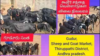 10/10/25 கூடூர் சந்தை.గూడూరు సంత,வெள்ளாடுகள் விலை நிலவரம்,Gudur Sheep and goat market,Andhra