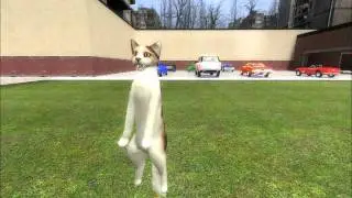 Gravity Cat Not Amused
