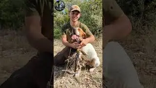 le gibier du mois : les grives #chasse #pointer #hunting #grive #grives #migration #zorzal