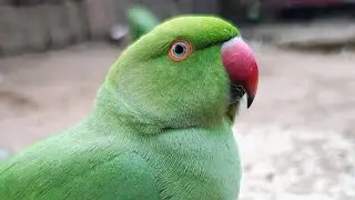 So cute talking parrot Mithu🦜 Tote ki awaz 💯 mummy bolne wala Tota 😘 me and my pet 🥰mithu ke Video 🤩