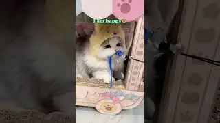 Honey, you deserve petgugu water fountain#petgugu #shorts #waterfountain #petcare #viral #drinking