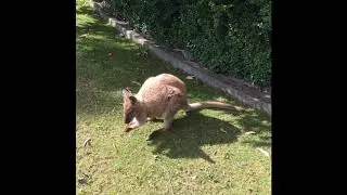 Cute wallaby eating carrots