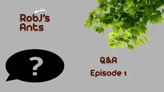 RobJ's Ants Q&A  (Episode 1)