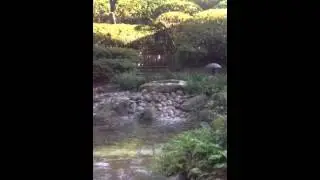 Buongiorno da Tokyo!