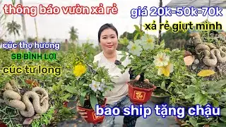 🌲23/1☎️vườn mai chị Trâm ☎️xả lô mai ghép🌲20k-25k-50k🌲quá trời rẻ 🌲vườn mai mới 🌲giá rẻ 