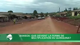 Ce qu'est devenue la ferme de quinquina de Bansoa