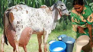World's No1 Highest Milking Record With 5% Butterfat Indian Gir Cow | Brazilian Gir In Gujarat India