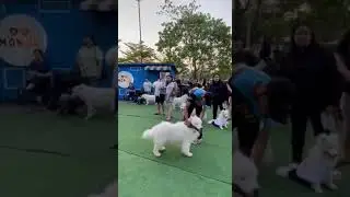 Beautiful dog 🐶 show #bullypedia #bullymagazine #puppy #bullyworldwide