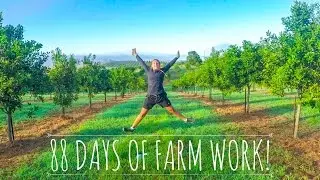Farm work and Fun times | Backpacking Australia ✈︎ Coffs Harbour
