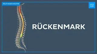 Rückenmark - Anatomie einfach erklärt | Kenhub