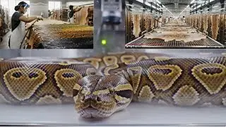 Inside a Snake-Skin Workshop 🐍 &mdash; From Egg Incubation to High-End Fashion | A Stunning Transformation