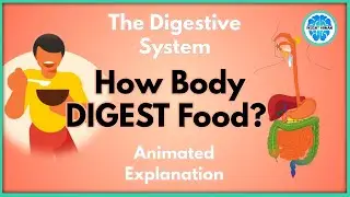 Digestive System | How Body Digest Food? | Explained in Hindi | Insight Human