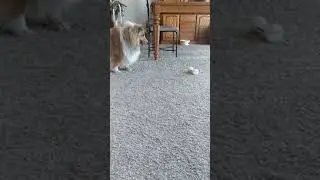 wicked bone dog toy