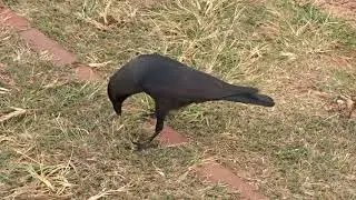 House Crow - Galle Fort - Sri Lanka - Feb 2019