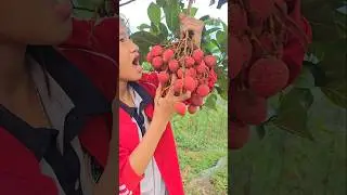 My daughter picks lychees. #shorts #bushcraft #outdoors #viralvideo #survival #farming #lychee