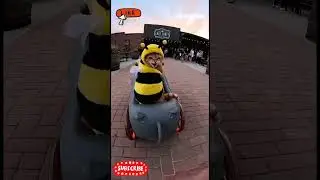 Bee Cat Invades Brewery! 🐝 Workers Chase Through Beer Barrels! 🍺 #catvideos #funny #cat #memes