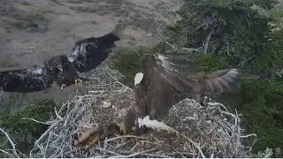 Sauces Channel Island Eagles ~ A-40 Brings Adult Island Fox To Nest ~ Saucy Claims It 6.27.18