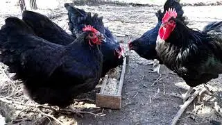 Australorps chicken - Organic Chicken Feed...happy, healthy chickens  - AGROKOTA.GR