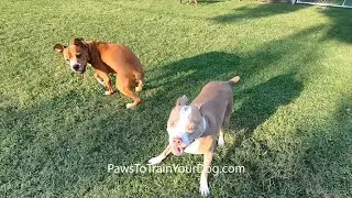 Yomi plays with Durango - Paws To Train Your Dog - Phoenix Dog Trainer