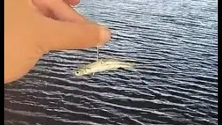 Almaden Lake Using LIVE Bait for CITY RIVER GIANTS!!!