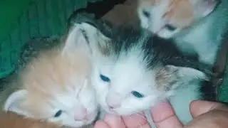 ANAK KUCING LUCU / CUTE CAT 