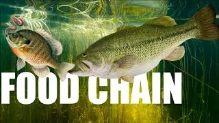Food Chain Fishing CHALLENGE! |How to CATCH your PB BASS!!