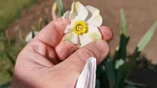A daffodil with green tinged tepals? Narcissus Blisland blooming 2021