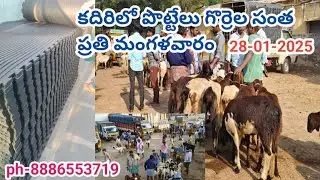కదిరిలో ప్రతి మంగళవారం పొట్టేలు,గొర్రెల సంత, 28-01-2025#kadiri #kadiriSantha#Animals#cksnewshunt