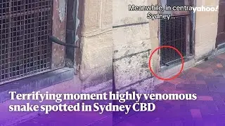 Terrifying moment highly-venomous snake spotted in Sydney CBD | Yahoo Australia
