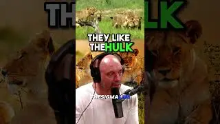 The Biggest Lion Species In The World - Joe Rogan #joerogan #jre #shortsfeed #lions