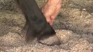 Equine Holistic Care's Use of the Vita Flex Technique