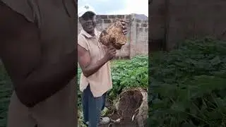Sack farming (Sacgriculture): Growing potato in sack. Another successful experiment.