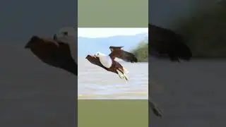Birds 🦅 (Eagle)